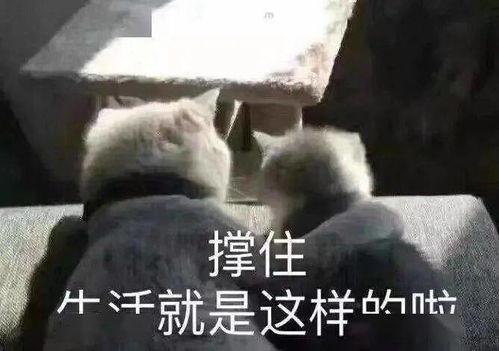 娱乐吃瓜口播文案短句搞笑,笑料横生！娱乐吃瓜界的搞笑短句大盘点  第2张