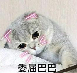 娱乐吃瓜君折耳猫七七,折耳猫的娱乐传奇  第2张