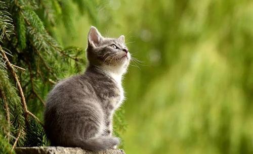巨猫官方最新爆料英剧猫  第3张 巨猫官方最新爆料英剧猫  第3张