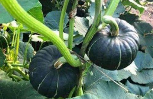 dy网红吃瓜群,揭秘娱乐圈幕后故事  第1张